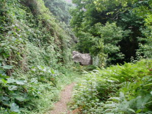Barranco Ruiz - Vegetación