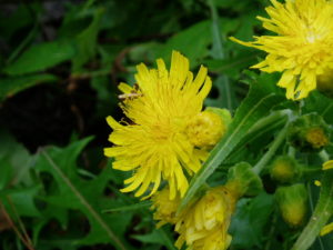 Barranco Ruiz - Flor