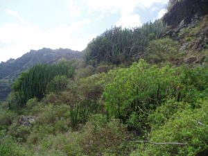 Barranco de Anosma - Vegetación