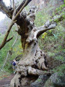 Barranco del Infierno - Tronco impresionante