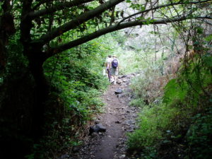 Barranco del Infierno - Vegetación en el cauce