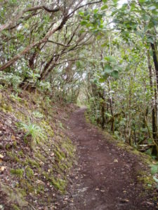 Inicio sendero en la Ensillada (El Pijaral)