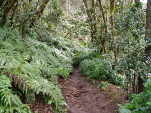Recorrido sendero de la Ensillada por el Pijaral