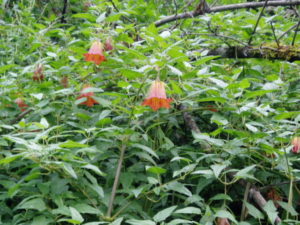 Flor de Anaga (Bicacarero)