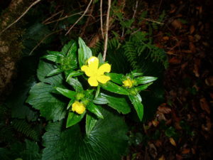 Flora Anaga