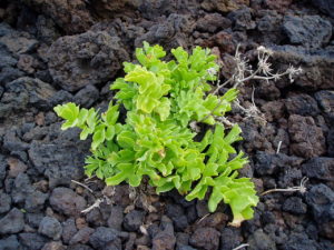 Lechuga de Mar