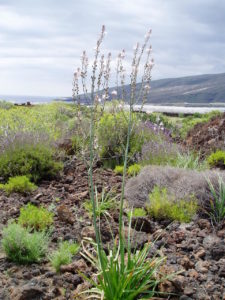 Flora en Malpais de Güimar