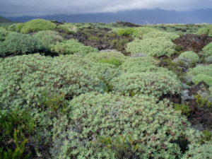 Tabaibas en Malpais de Güimar
