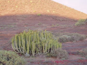 Malpaís de la Rasca (pájaro sobre Cardones)