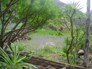 Barranco Valle Luis - Vegetación