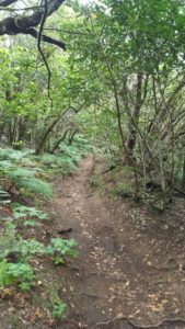 Sendero de la Ensillada por El Pijaral