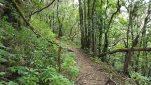 Sendero de la Ensillada por El Pijaral