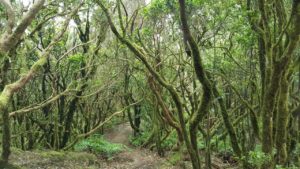 Muestra de Monteverde (El Pijaral)