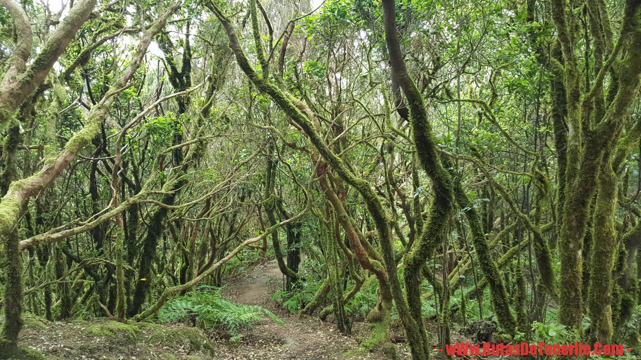 Muestra de Monteverde (El Pijaral)