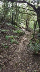 Sendero de la Ensillada por El Pijaral