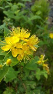 Flor (El Pijaral)
