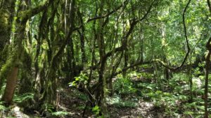Monteverde y Musgo en el Pijaral