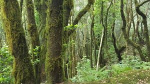Bosque verde en el Pijaral