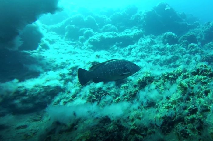 El Salto y Tacorón (Buceo El Hierro))
